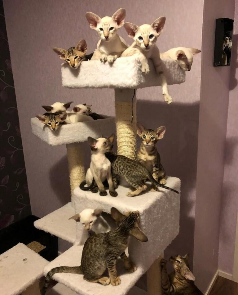 Cute Oriental Shorthair Kittens For Sale: Health Guaranteed
