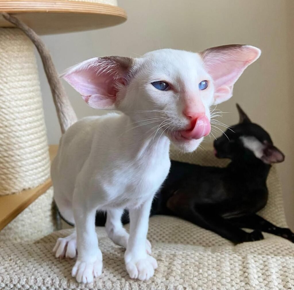 oriental shorthair cat