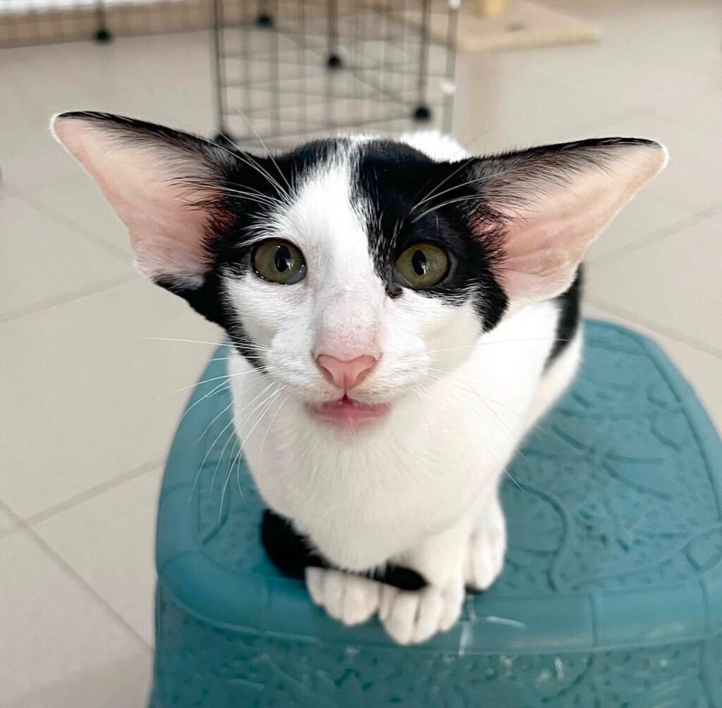 oriental shorthair cat