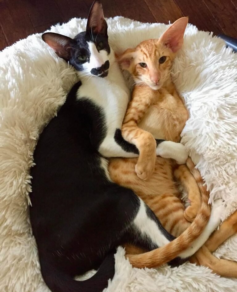 WhatsApp-Image-2025-04-19-at-11.46.05-PM