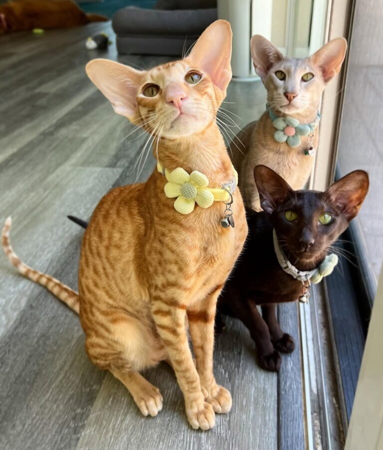 WhatsApp-Image-2025-07-09-at-21.06.06_663936e3